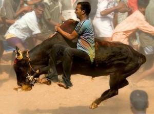 Bull Fight Festival